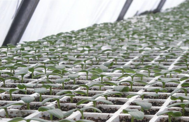 Supply of agricultural seedlings